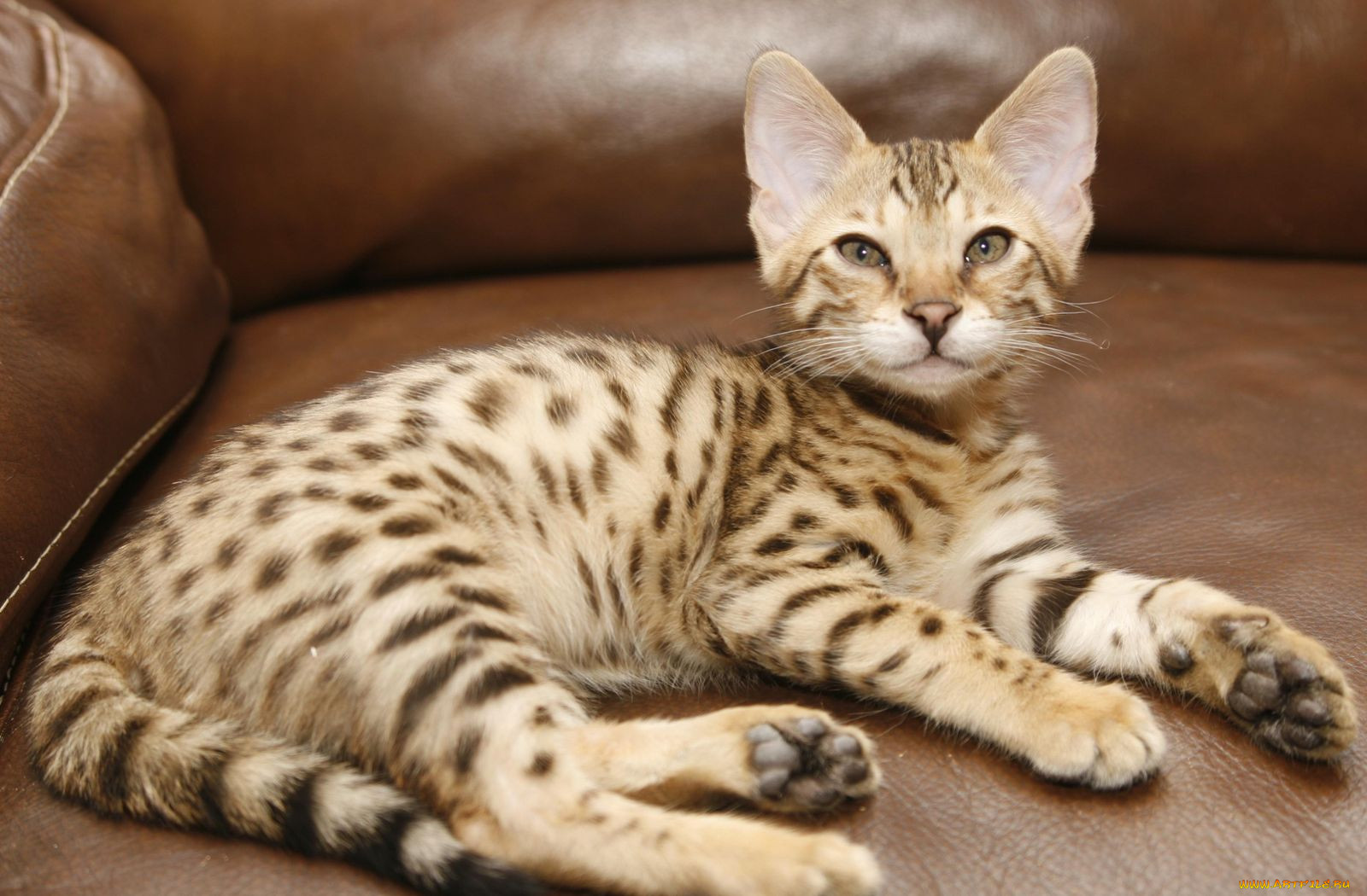 Африканская саванна фото кошка